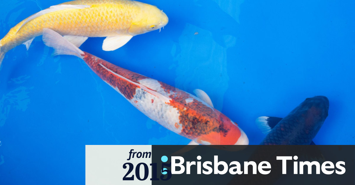 Decadeslong wait pays off for Australian koi fish champion breeder